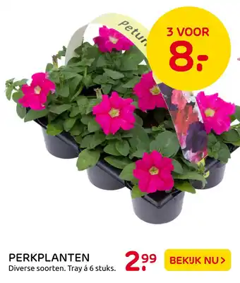 Praxis Perkplanten aanbieding