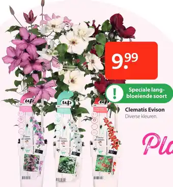 Boerenbond Clematis Evison aanbieding