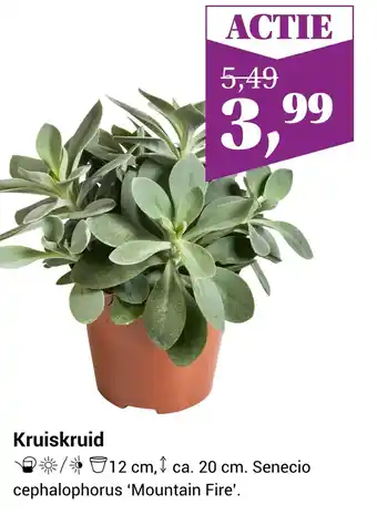 Tuincentrum de Nieuwstad Kruiskruid aanbieding