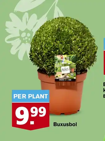 Hoogvliet Buxusbol per plant aanbieding