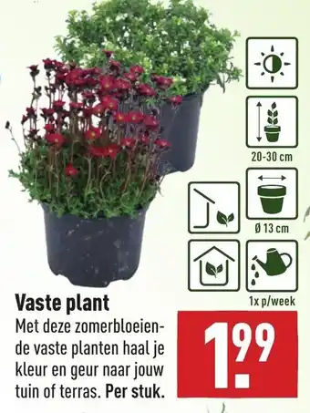 ALDI Vaste plant aanbieding