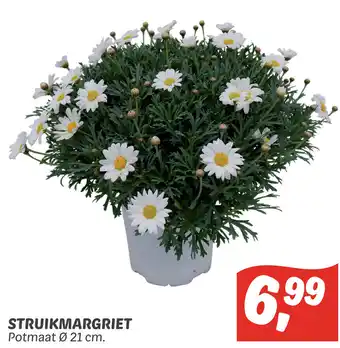 Dekamarkt Struikmargriet potmaat 21 cm aanbieding