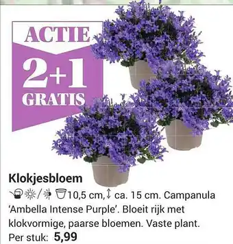 Tuincentrum Osdorp Klokjesbloem 2+1 Gratis aanbieding