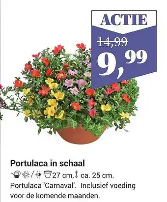 Tuincentrum Osdorp Portulaca In Schaal aanbieding