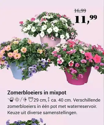 Tuincentrum Osdorp Zomerbloeiers In Mixpot aanbieding