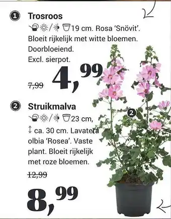 Tuincentrum Osdorp Trosroos Of Struikmalva aanbieding