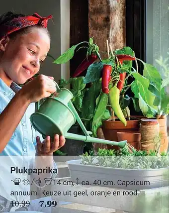 Tuincentrum Osdorp Plukpaprika Capsicum Annuumm aanbieding