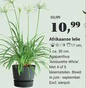 Tuincentrum Osdorp Afrikaanse Lelie aanbieding