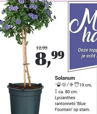 Tuincentrum Osdorp Solanum aanbieding