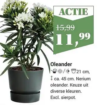 Tuincentrum Osdorp Oleander aanbieding