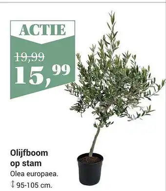 Tuincentrum Osdorp Olijfboom Op Stam 95-105 Cm aanbieding