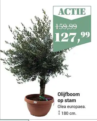 Tuincentrum Osdorp Olijfboom Op Stam 180 Cm aanbieding