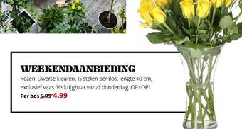 Intratuin Rozen aanbieding