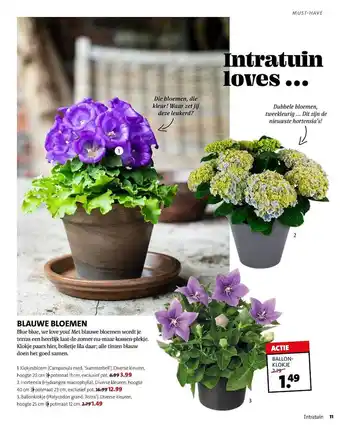 Intratuin Klokjesbloem (Campanula Med 'Summerbell'), Hortensia (Hydrangea Macrophylla) Of Ballonklokje (Platycodon Grand 'Astra') aanbieding