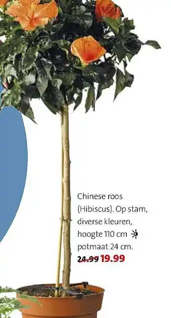 Intratuin Chinese Roos (Hibiscus) aanbieding