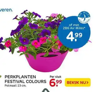 Praxis Perkplanten festival colours aanbieding