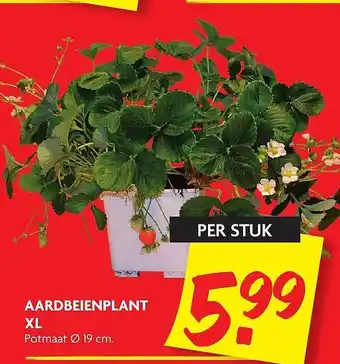 Dekamarkt Aardbeienplant XL Ø 19 Cm aanbieding