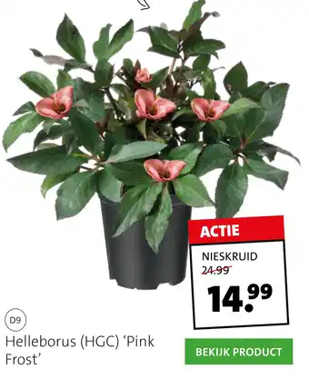 Intratuin Helleborus 'Pink Frost' aanbieding