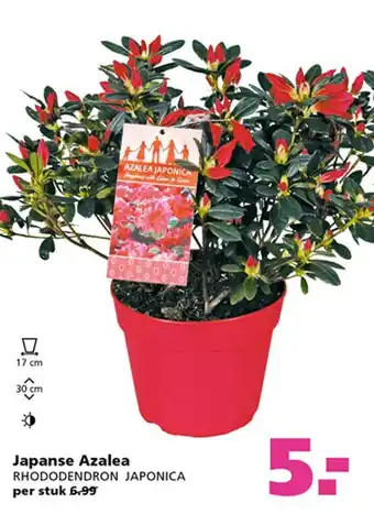 Ranzijn Japanse Azalea Rhododendron Japonica aanbieding