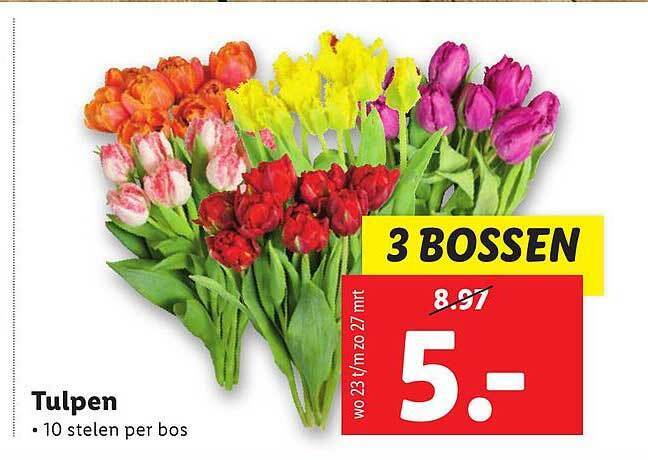 Tulpen aanbieding bij Lidl