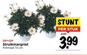 Vomar Voordeelmarkt Struikmargriet aanbieding