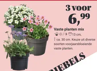 TuinTotaal Oldenzaal Vaste planten mix aanbieding