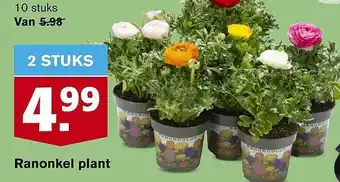 Hoogvliet Ranonkel Plant aanbieding