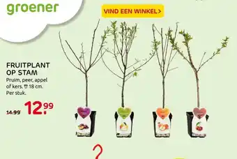 Praxis Fruitplant Op Stam 18 cm per stuk aanbieding