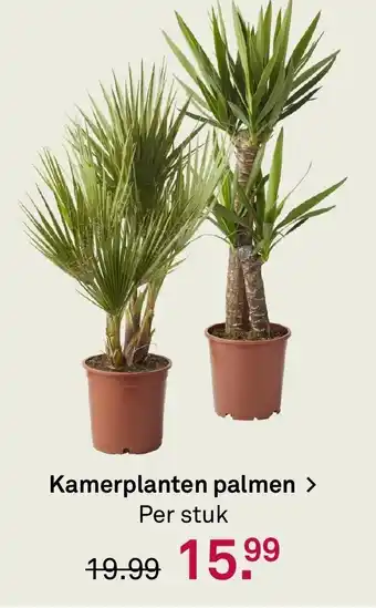 Karwei Kamerplanten palmen aanbieding