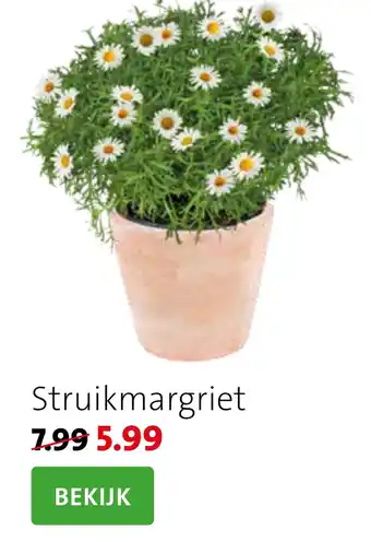 Intratuin Struikmargriet aanbieding