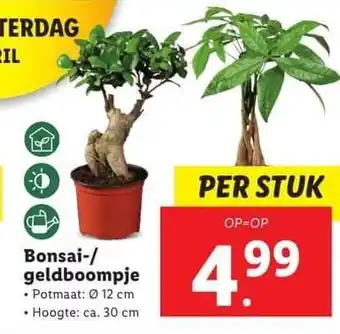 Lidl Bonsai-/ geldboompje aanbieding