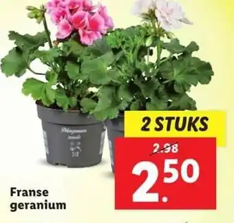 Lidl Franse geranium aanbieding