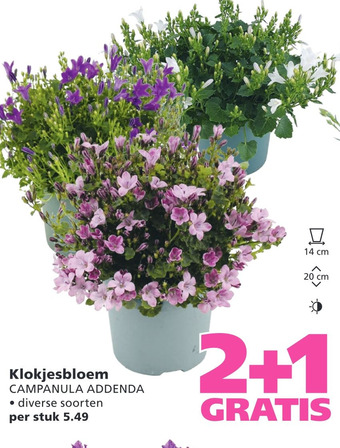 Ranzijn Klokjesbloem aanbieding