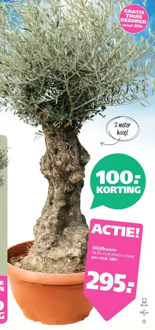 Ranzijn Olijfboom aanbieding