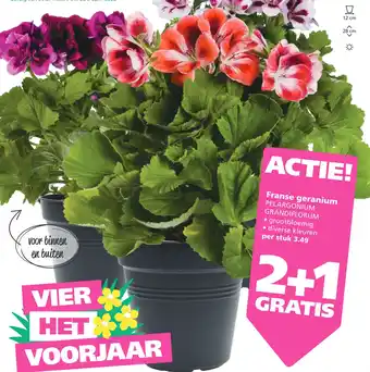 Ranzijn Franse geranium aanbieding