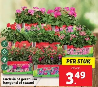 Lidl Fuchsia of geranium hangend of staand aanbieding