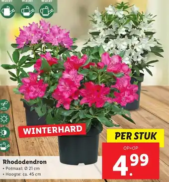 Lidl Rhododendron 21cm aanbieding