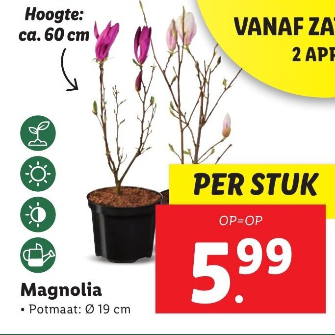Magnolia 19cm aanbieding bij Lidl