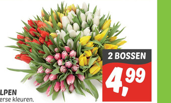 Dekamarkt TULPEN aanbieding