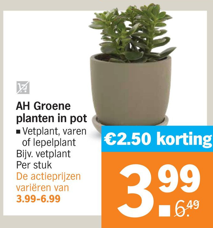 AH Groene planten in pot aanbieding bij Albert Heijn