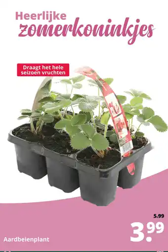 GroenRijk Aardbeienplant aanbieding