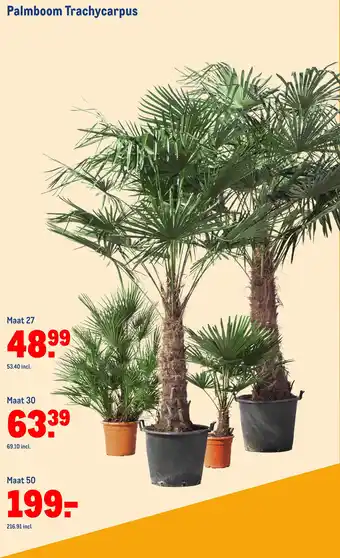 Makro Palmboom Trachycarpus aanbieding