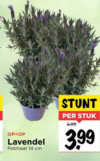 Vomar Voordeelmarkt Lavendel aanbieding