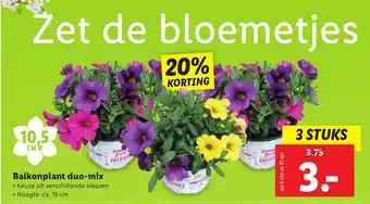 Lidl Balkonplant duo-mix 10,5 cm aanbieding