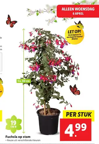 Lidl Fuchsia op stam 19 cm aanbieding