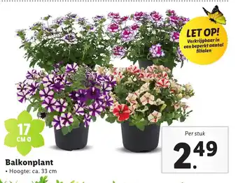 Lidl Balkonplant 17 cm aanbieding