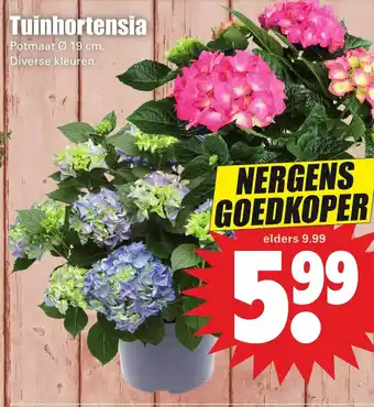 Dirk Tuinhortensia 19cm aanbieding