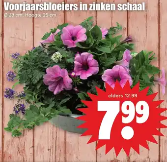 Dirk Voorjaarsbloeiers in zinken schaal aanbieding