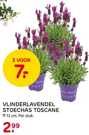 Praxis Vlinderlavendel Stoechas Toscane 12 cm aanbieding