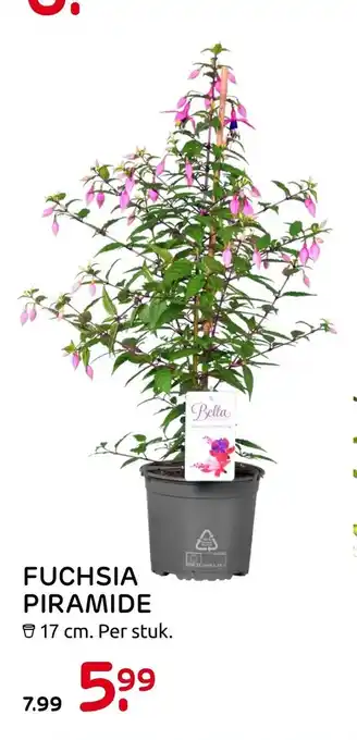 Praxis Fuchsia Piramide 17 cm aanbieding